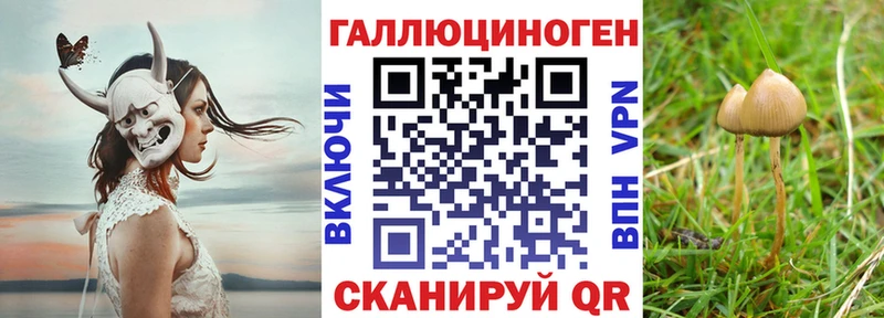 мега сайт Пикалёво Псилоцибиновые грибы Cubensis
